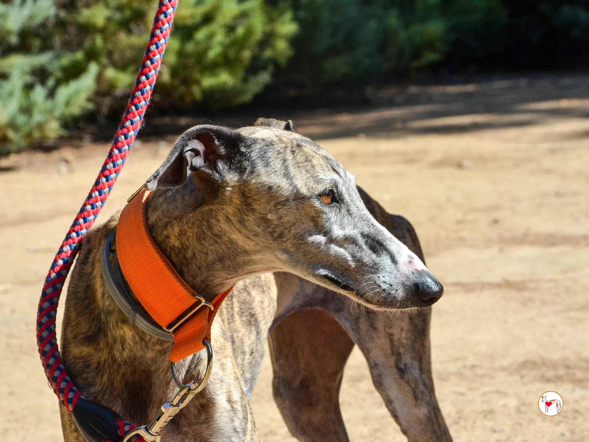 julia galgo adozione 17