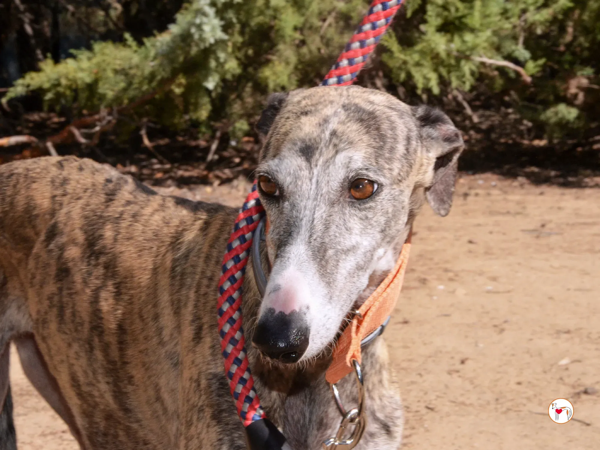 julia galgo adozione 18