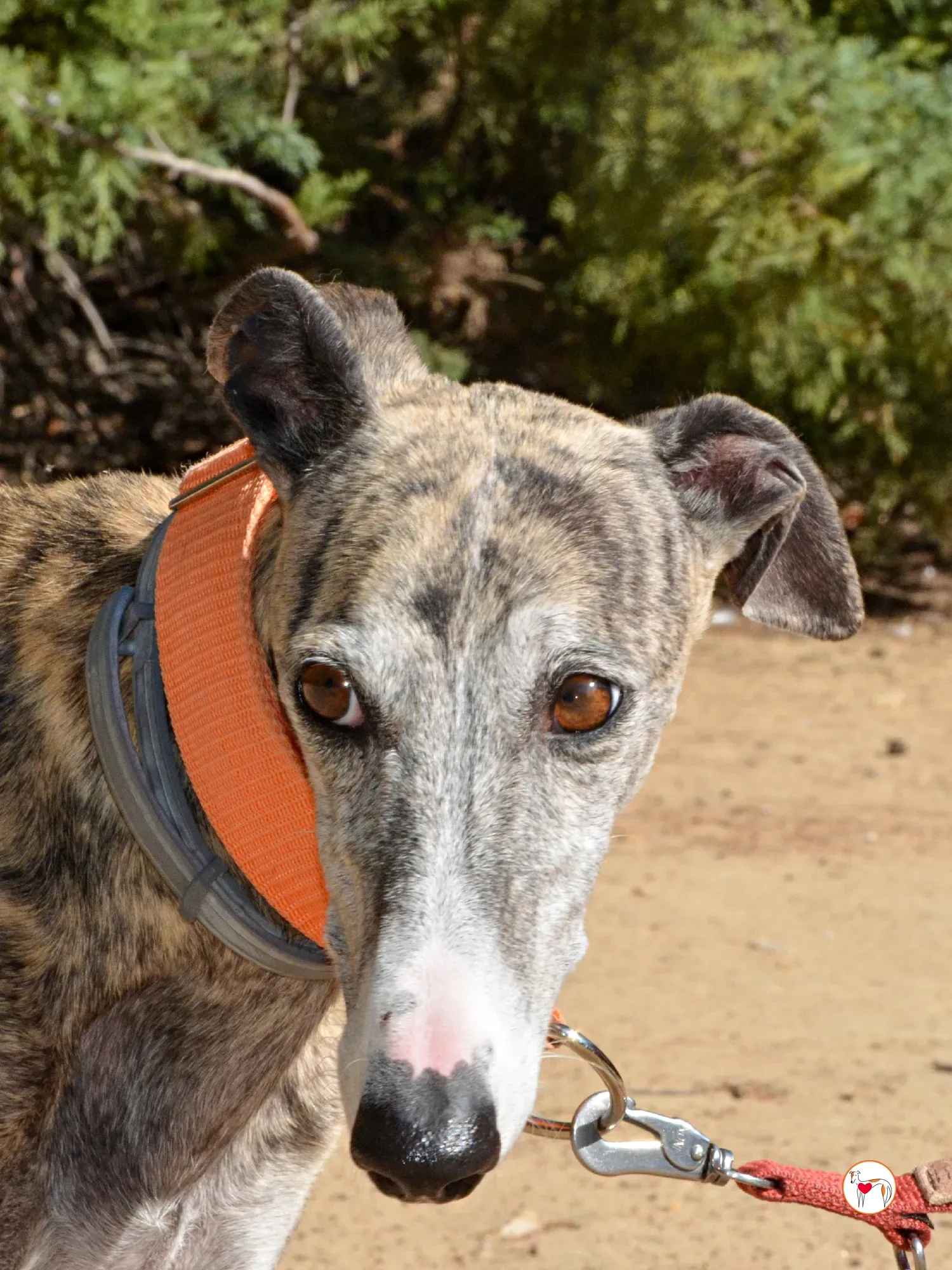 julia galgo adozione 19