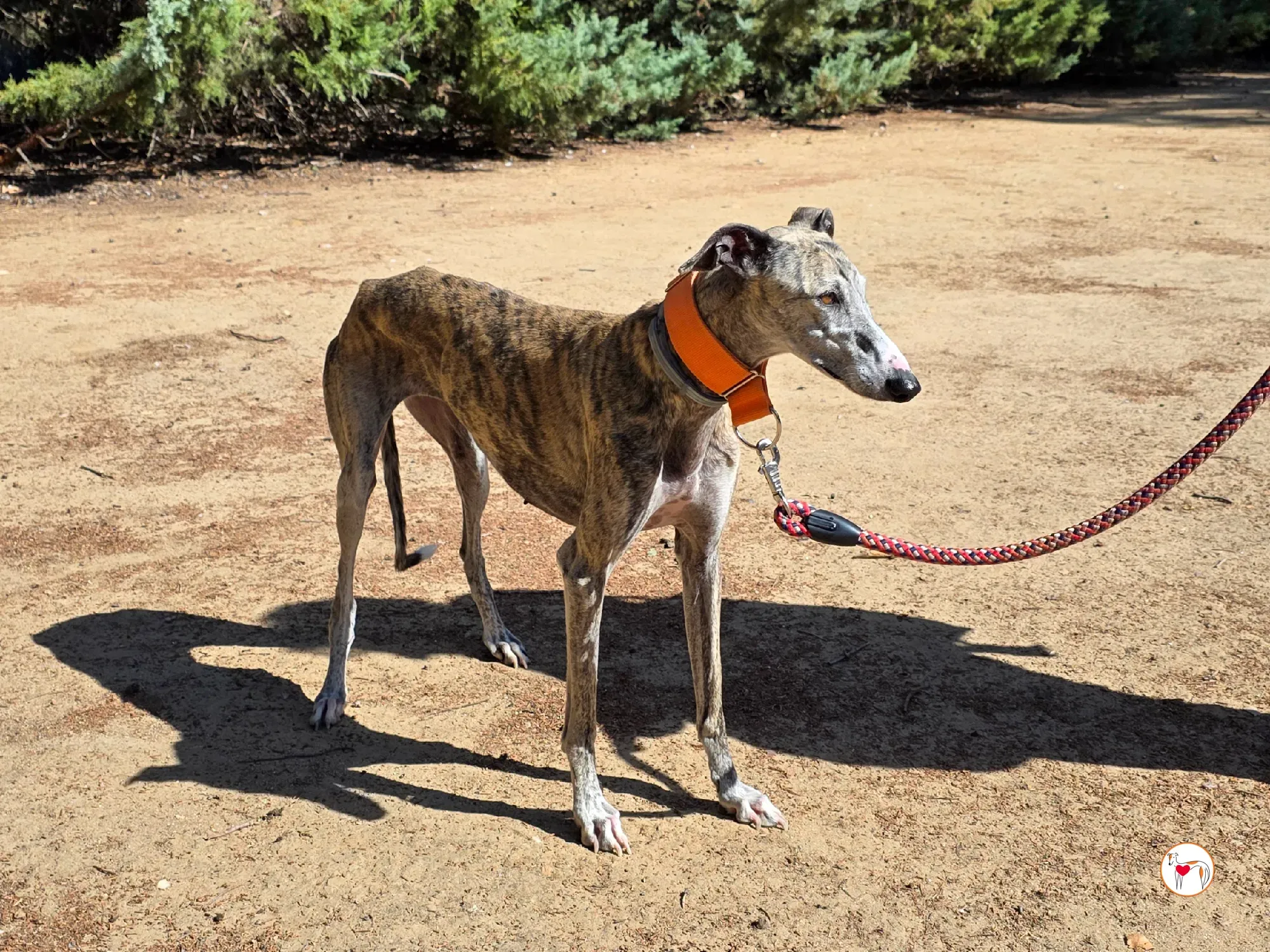 julia galgo adozione 2