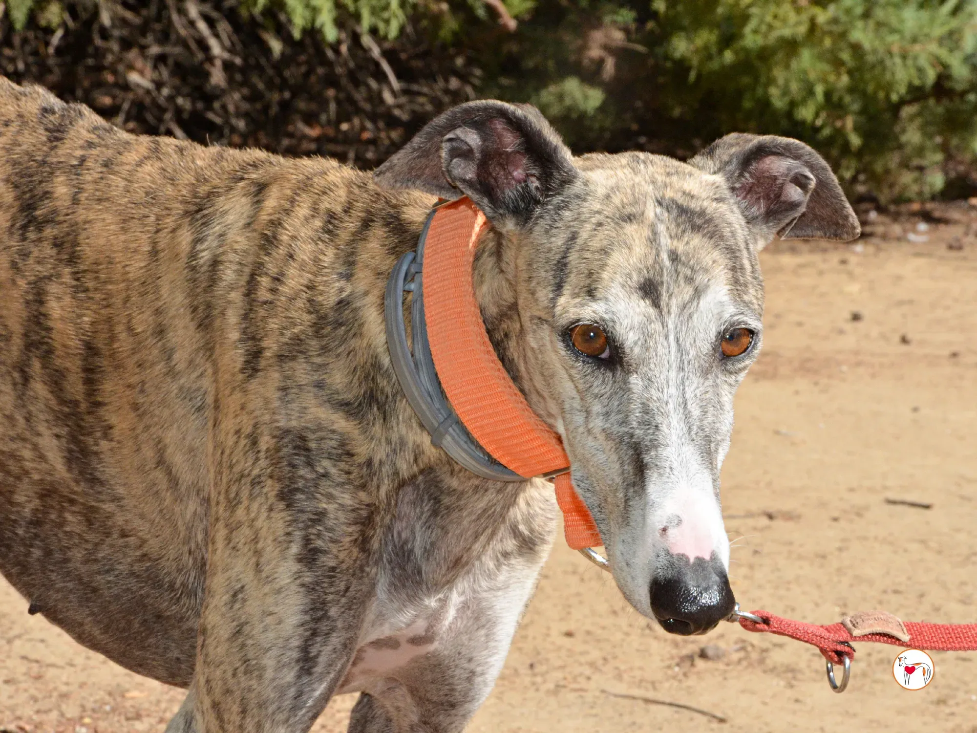 julia galgo adozione 20