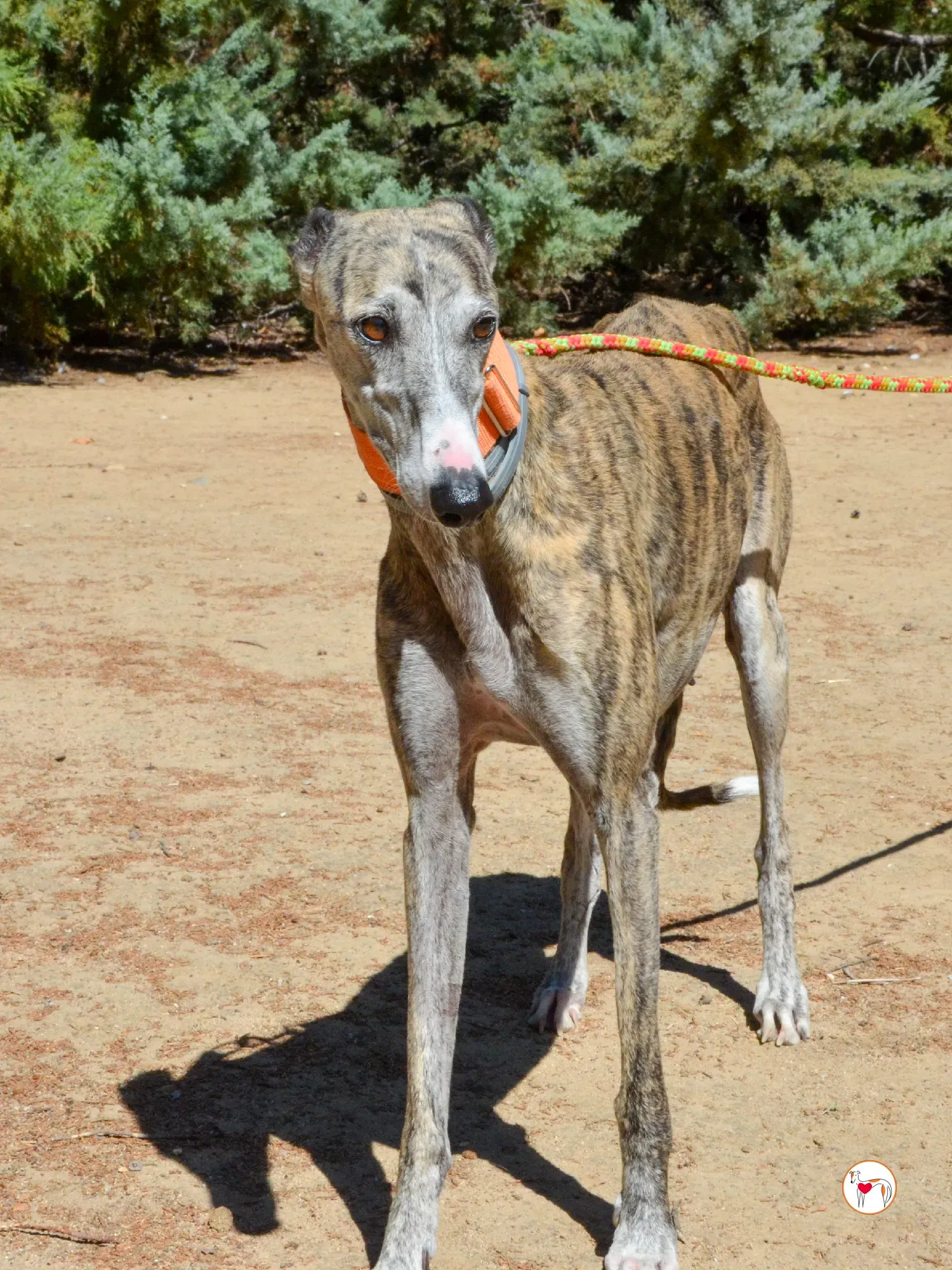 julia galgo adozione 3