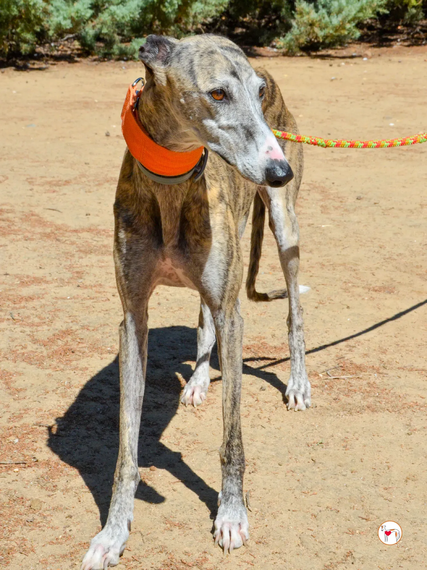 julia galgo adozione 4