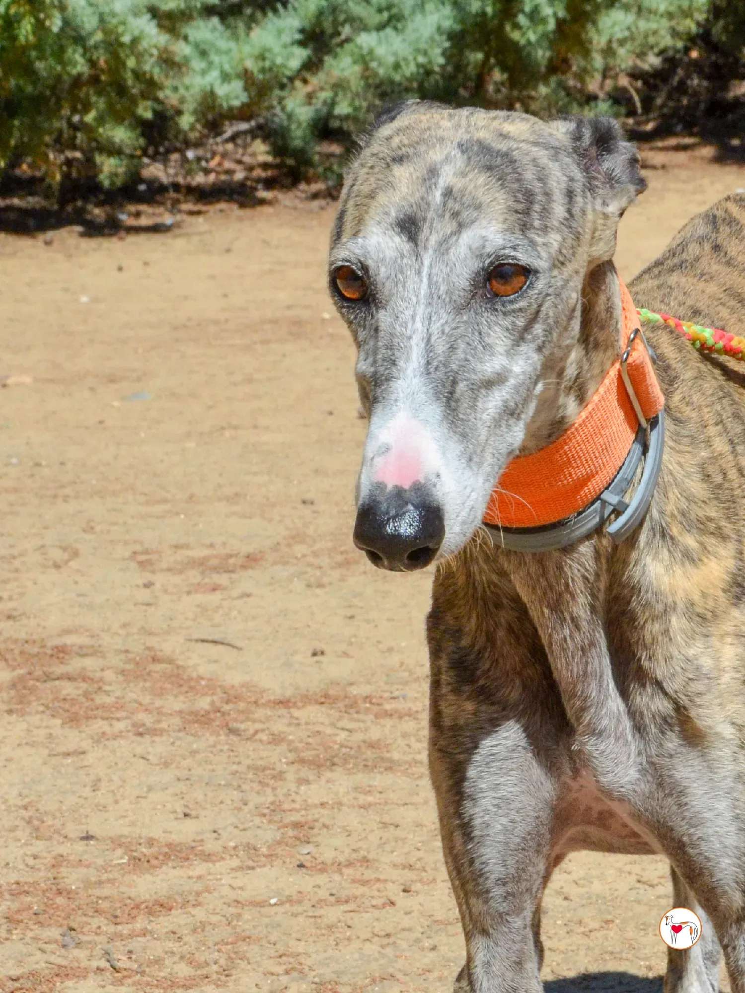 julia galgo adozione 5