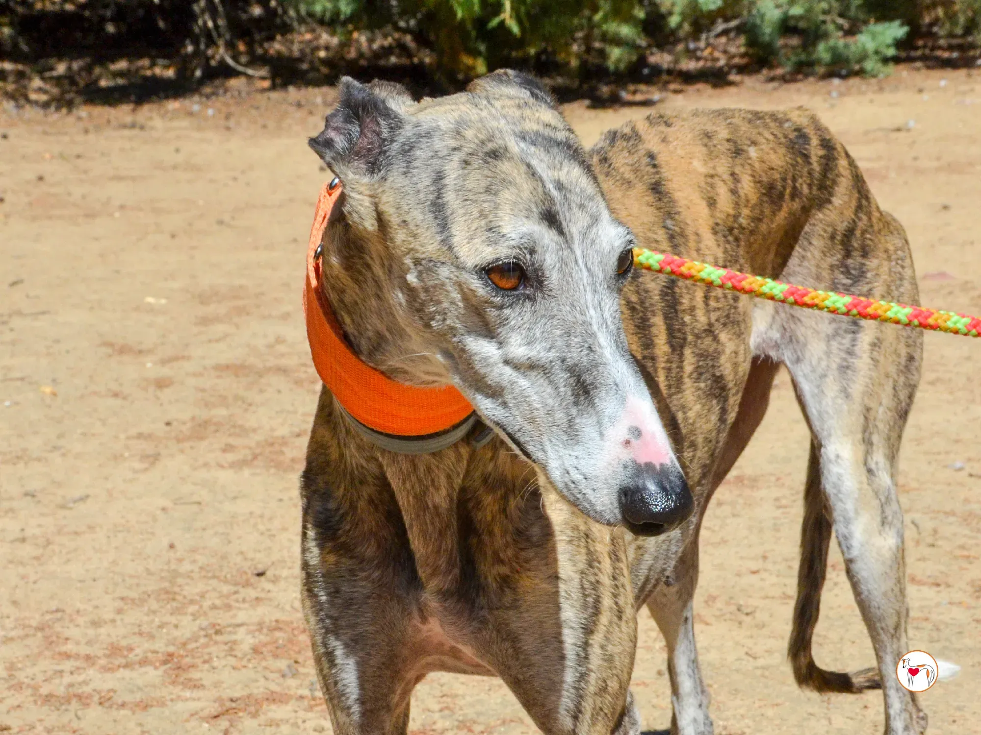 julia galgo adozione 6