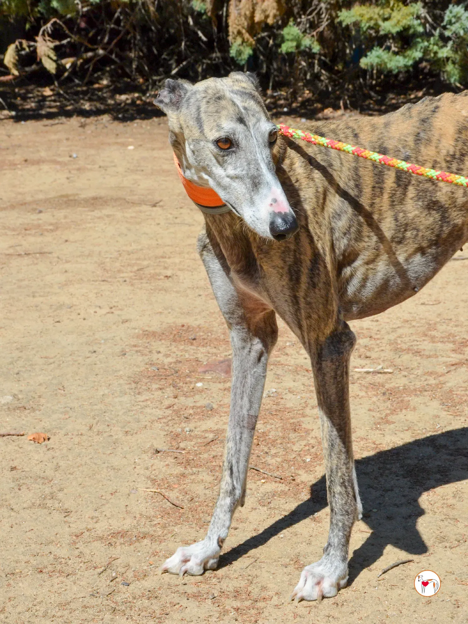 julia galgo adozione 7