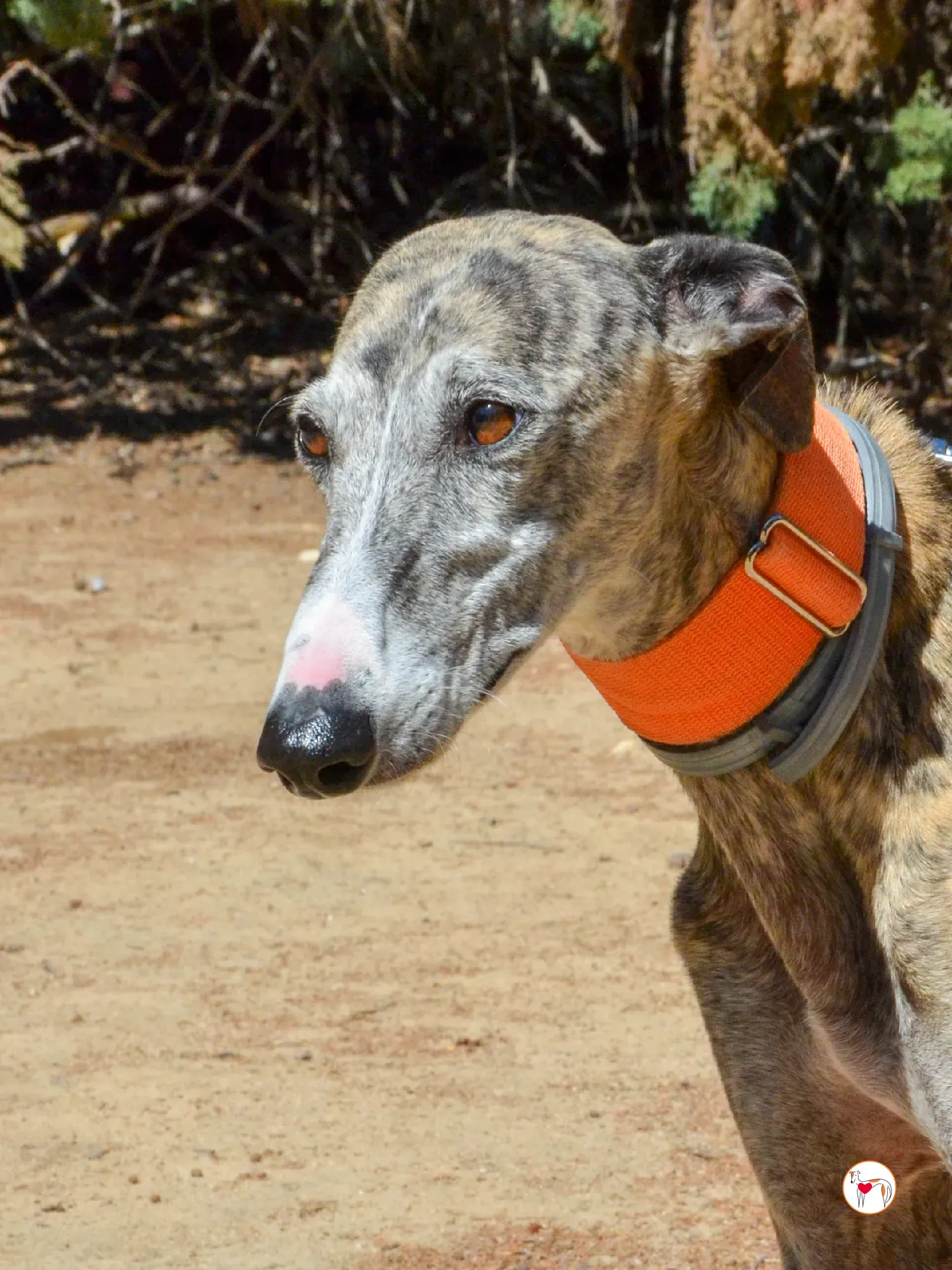 julia galgo adozione 8