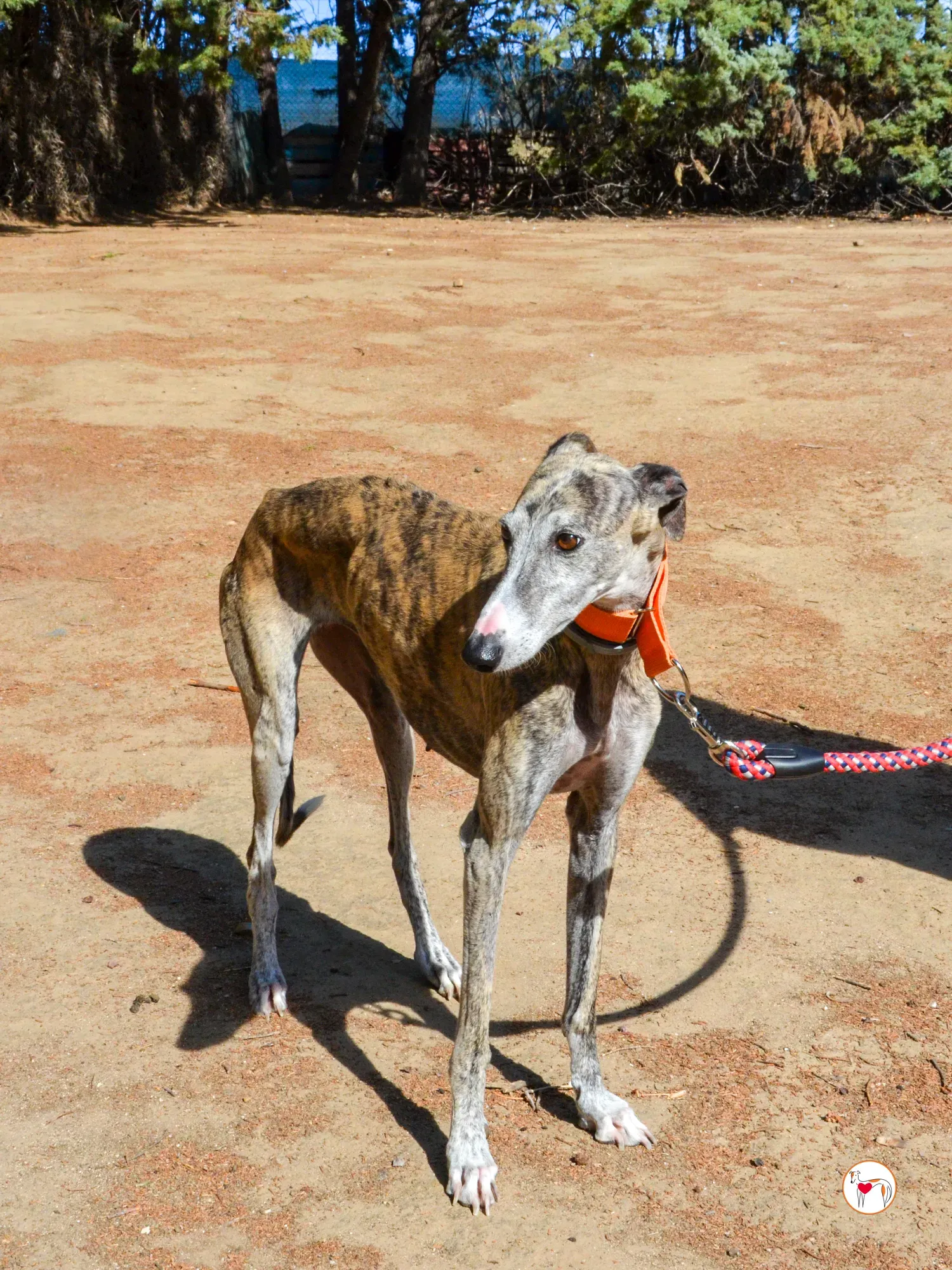 julia galgo adozione 9