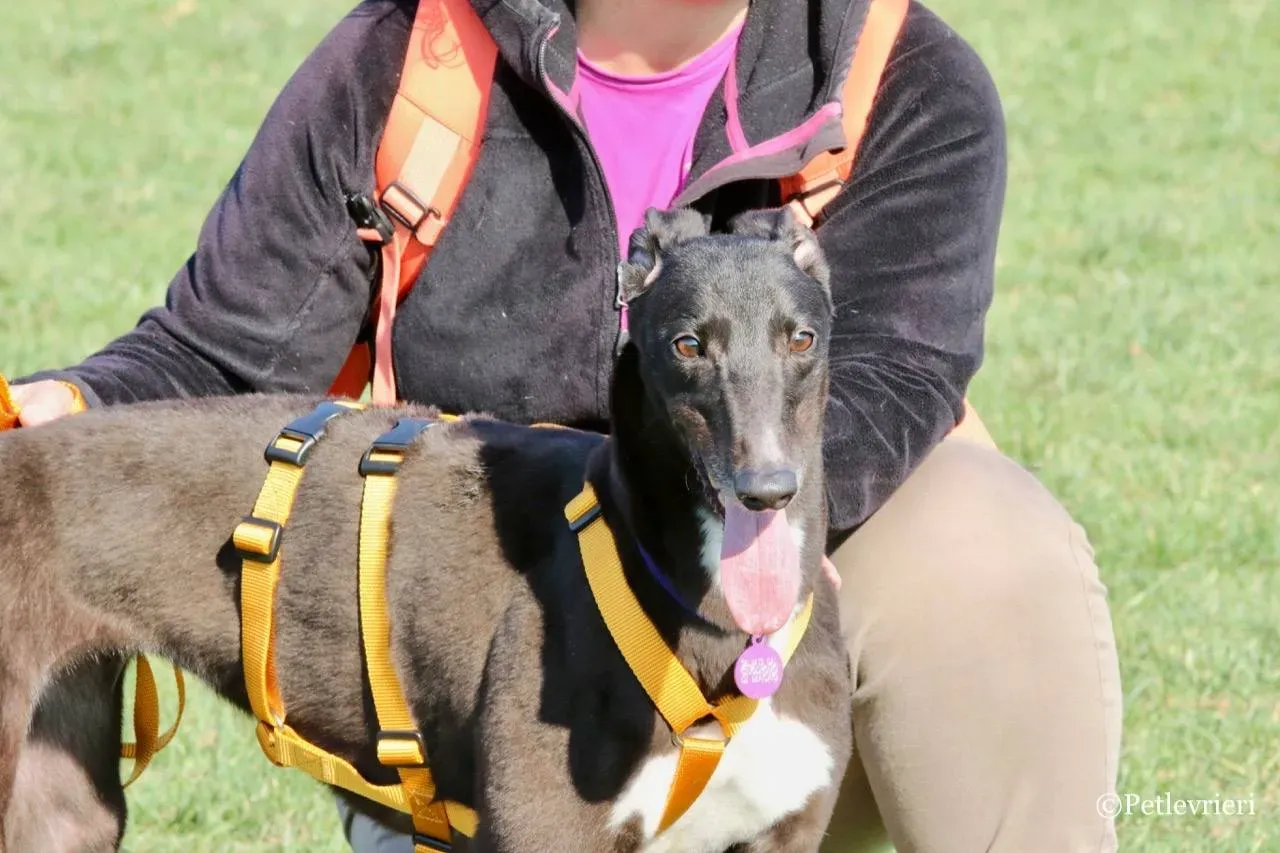 julieta adozione greyhound macao 1 1