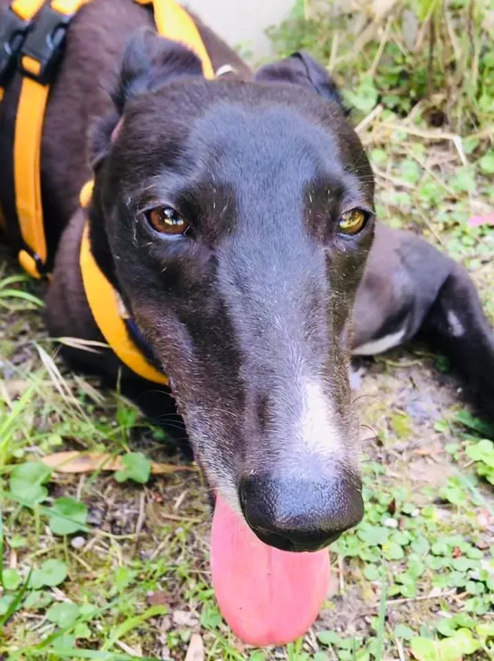 julieta adozione greyhound macao 10