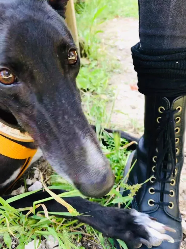 julieta adozione greyhound macao 11