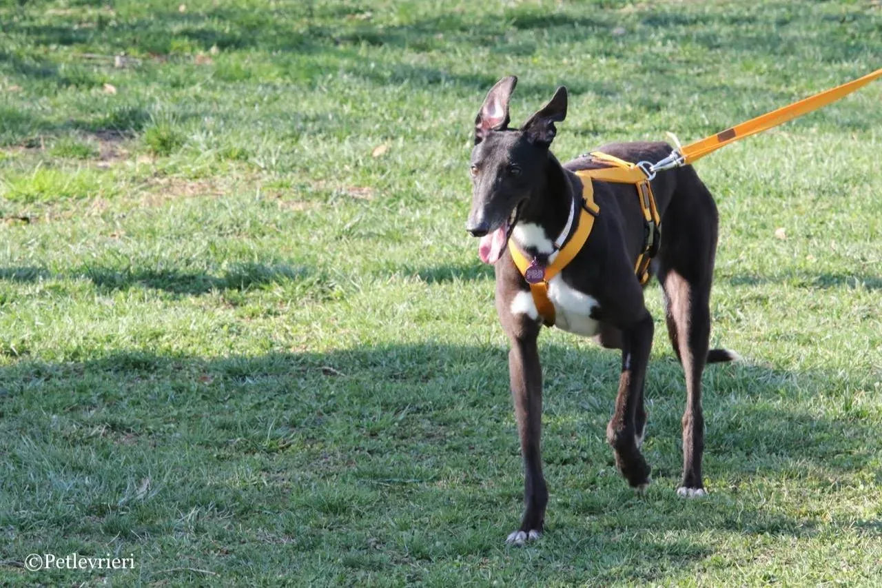 julieta adozione greyhound macao 12