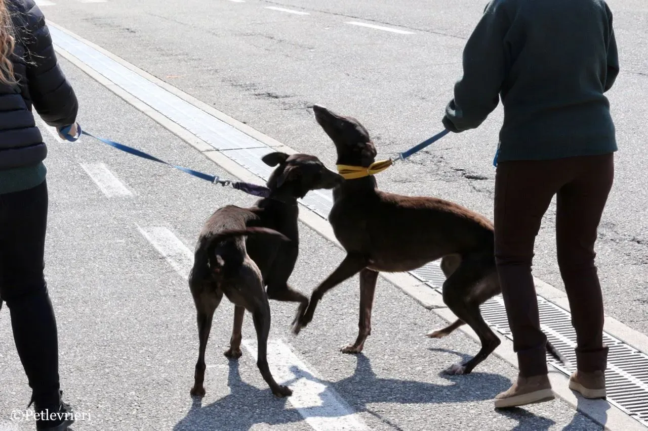 julieta adozione greyhound macao 13