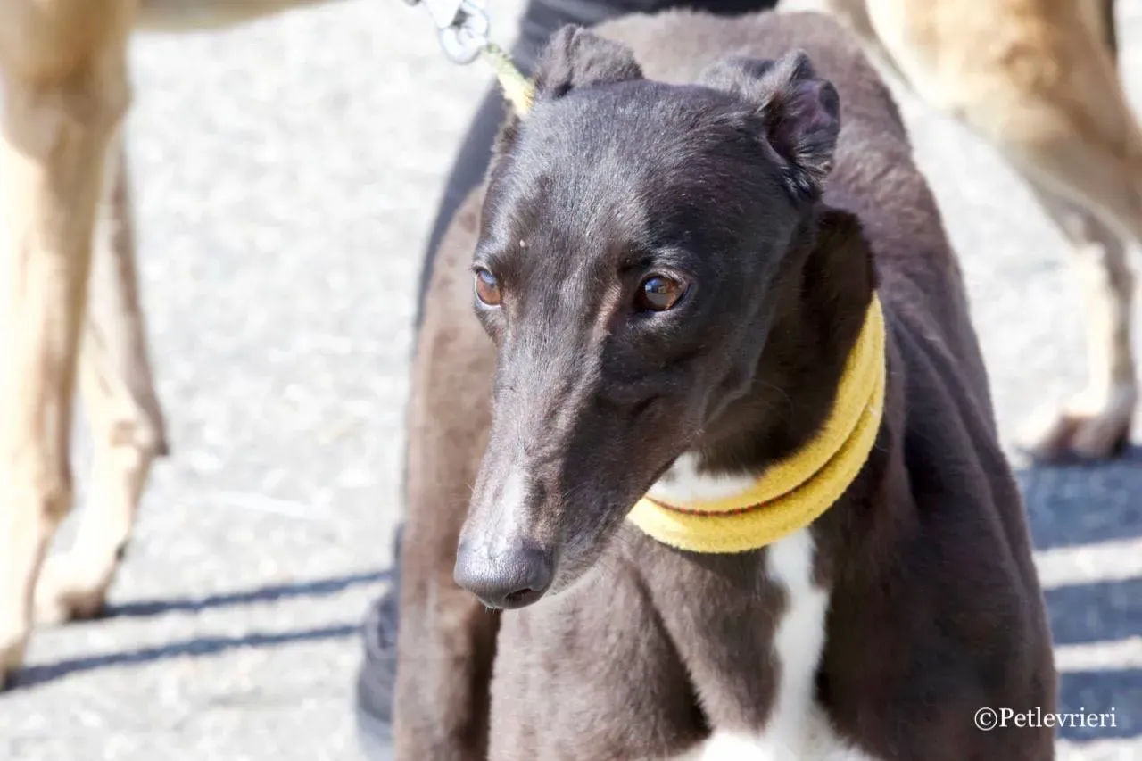 julieta adozione greyhound macao 14