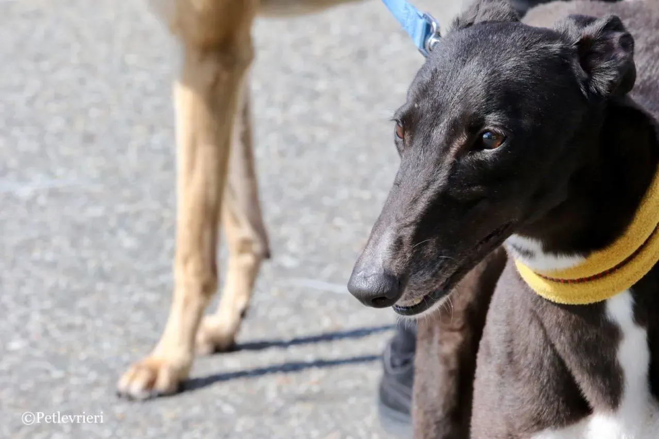 julieta adozione greyhound macao 15