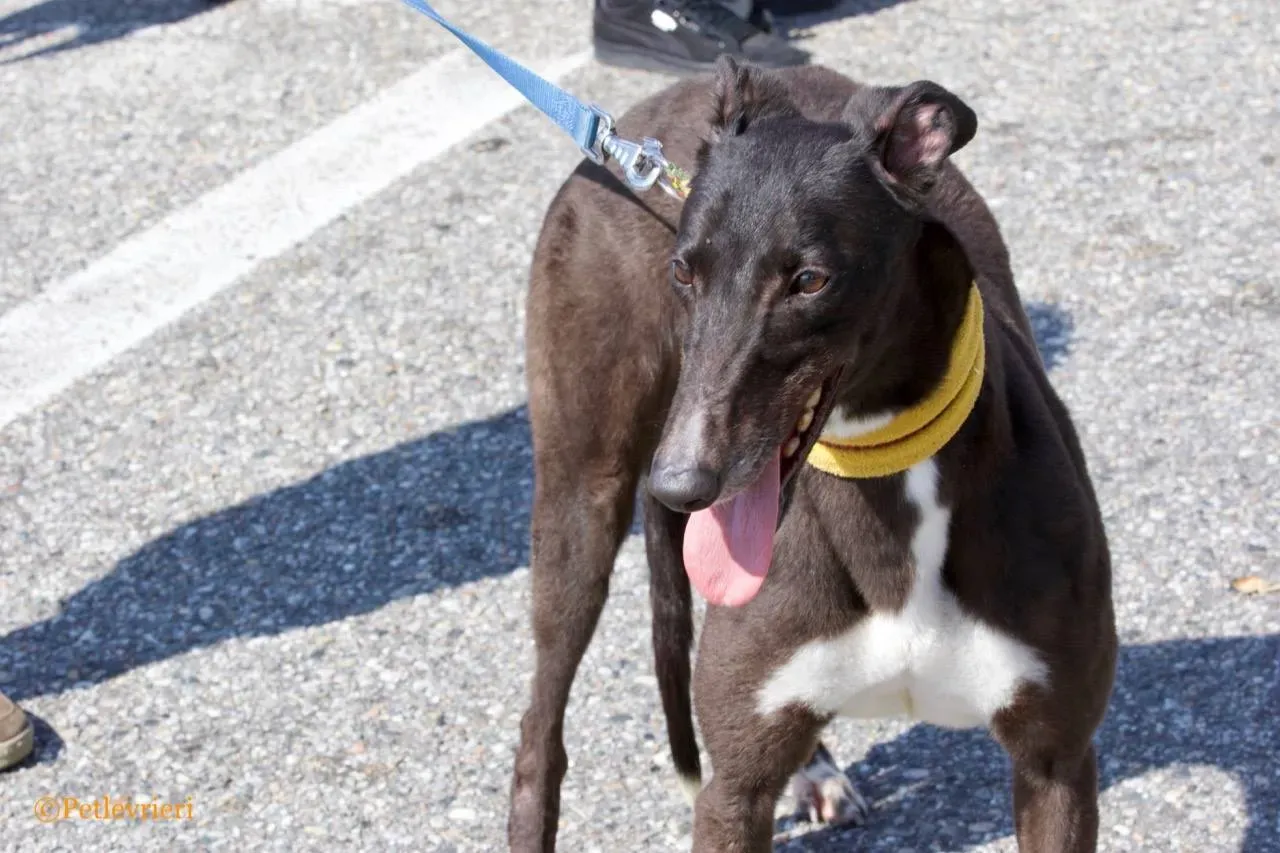 julieta adozione greyhound macao 16