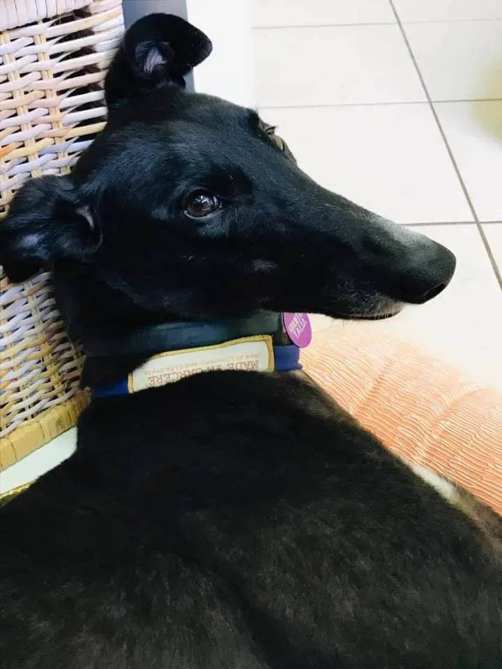 julieta adozione greyhound macao 1