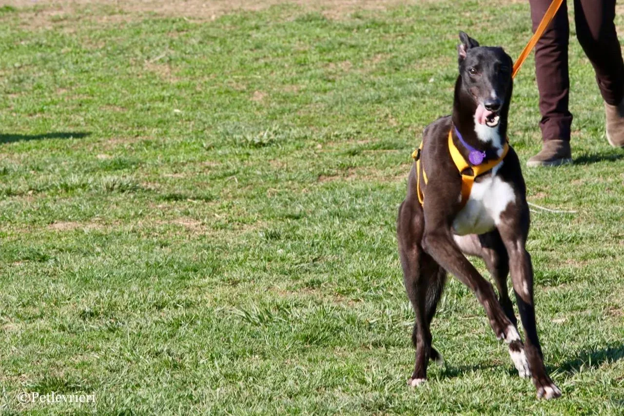 julieta adozione greyhound macao 2 2