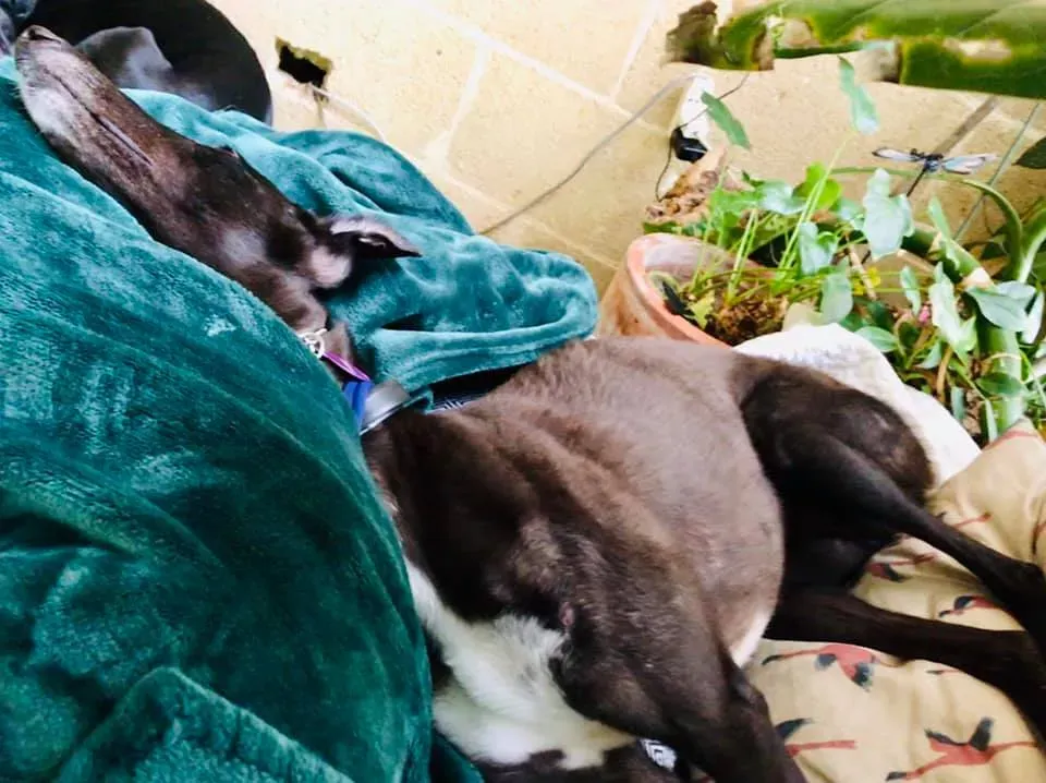 julieta adozione greyhound macao 2