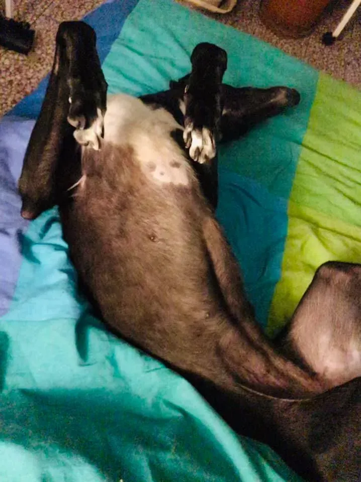 julieta adozione greyhound macao 5