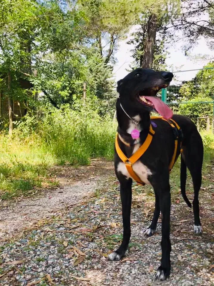 julieta adozione greyhound macao 7