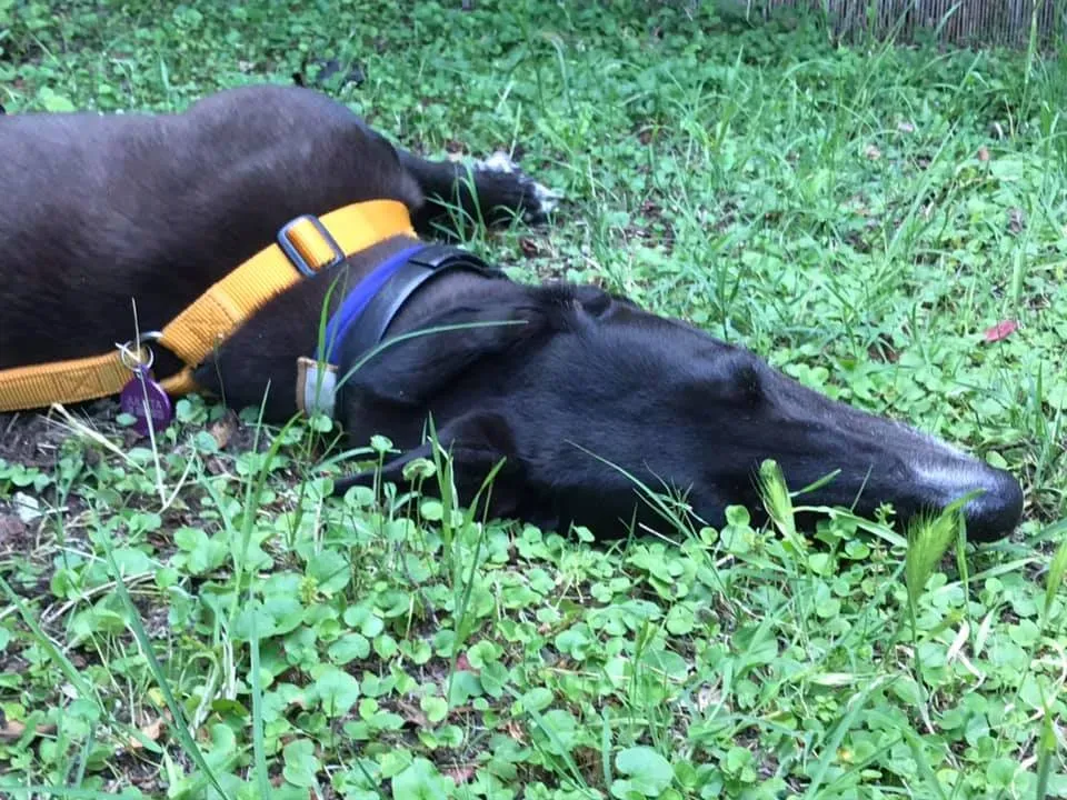 julieta adozione greyhound macao 8