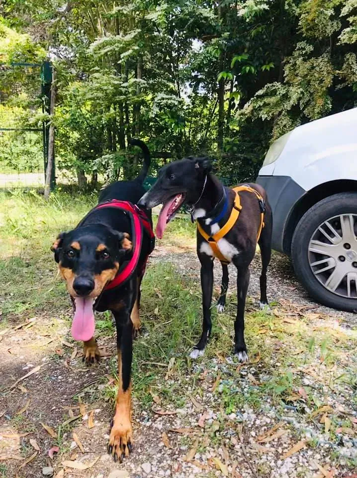 julieta adozione greyhound macao 9