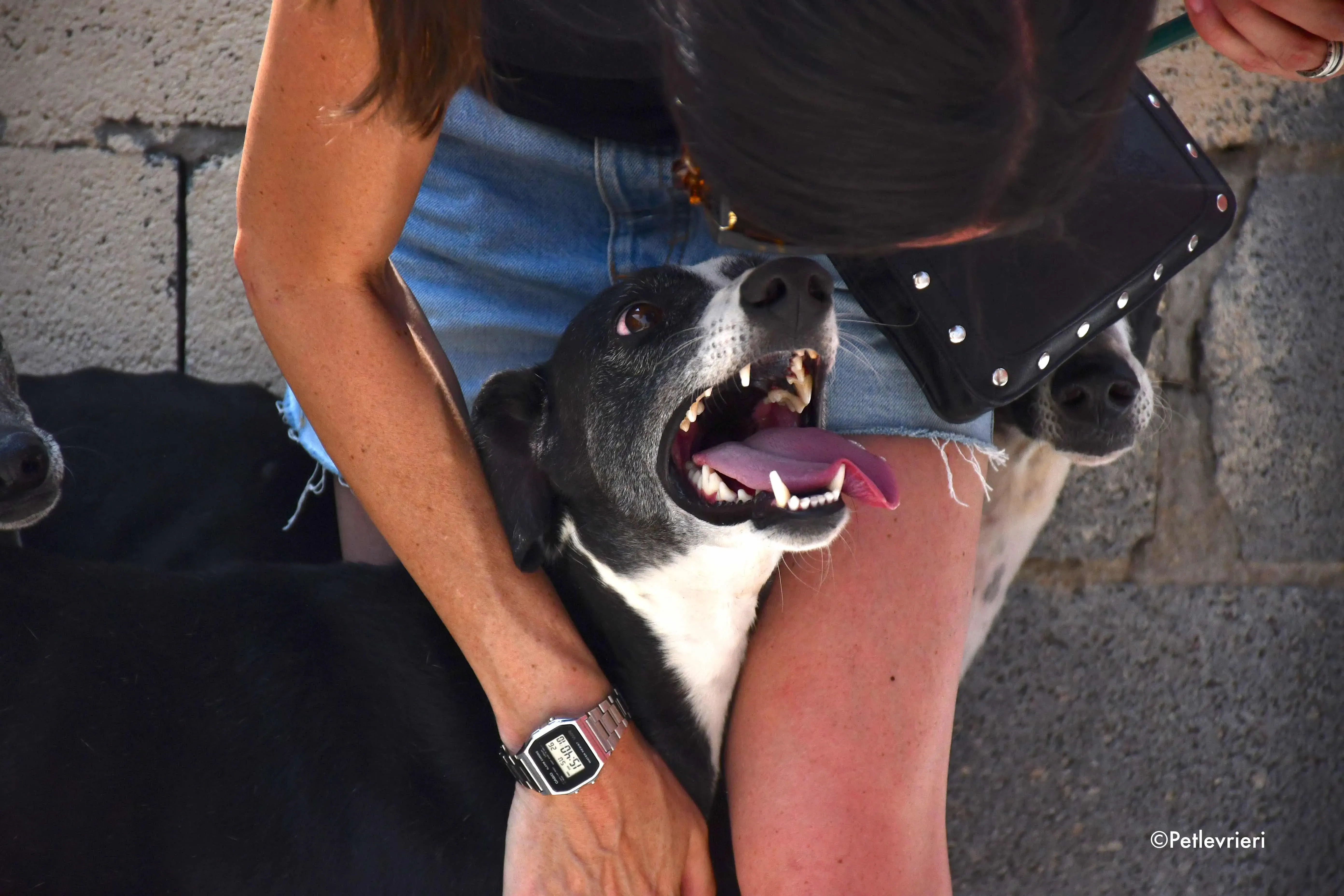 julipo adozione levrieri galgo 1