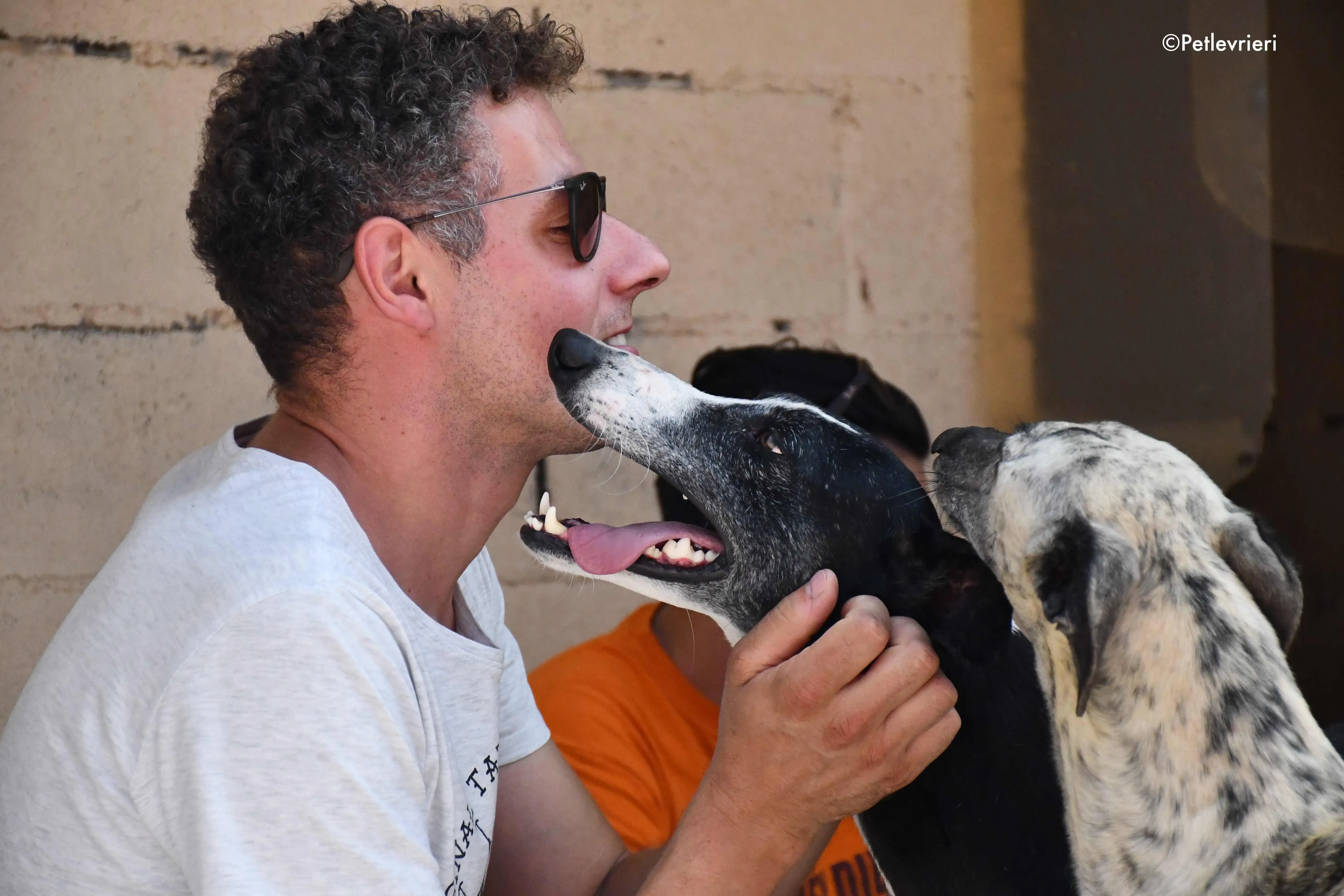 julipo adozione levrieri galgo 3