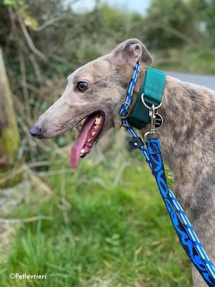 junomarley adozione levrieri greyhound 1