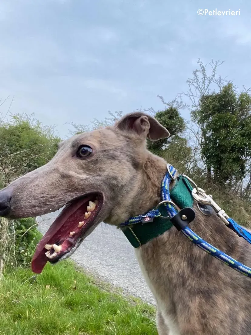 junomarley adozione levrieri greyhound 2
