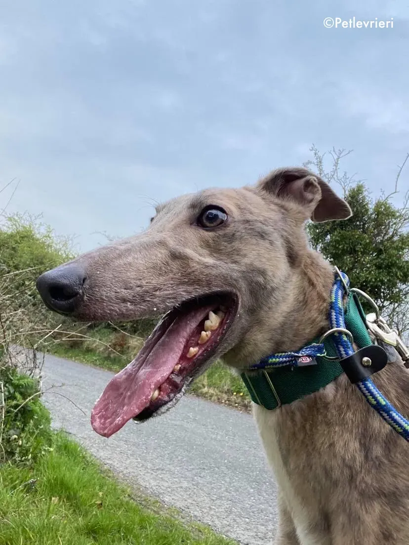 junomarley adozione levrieri greyhound 3