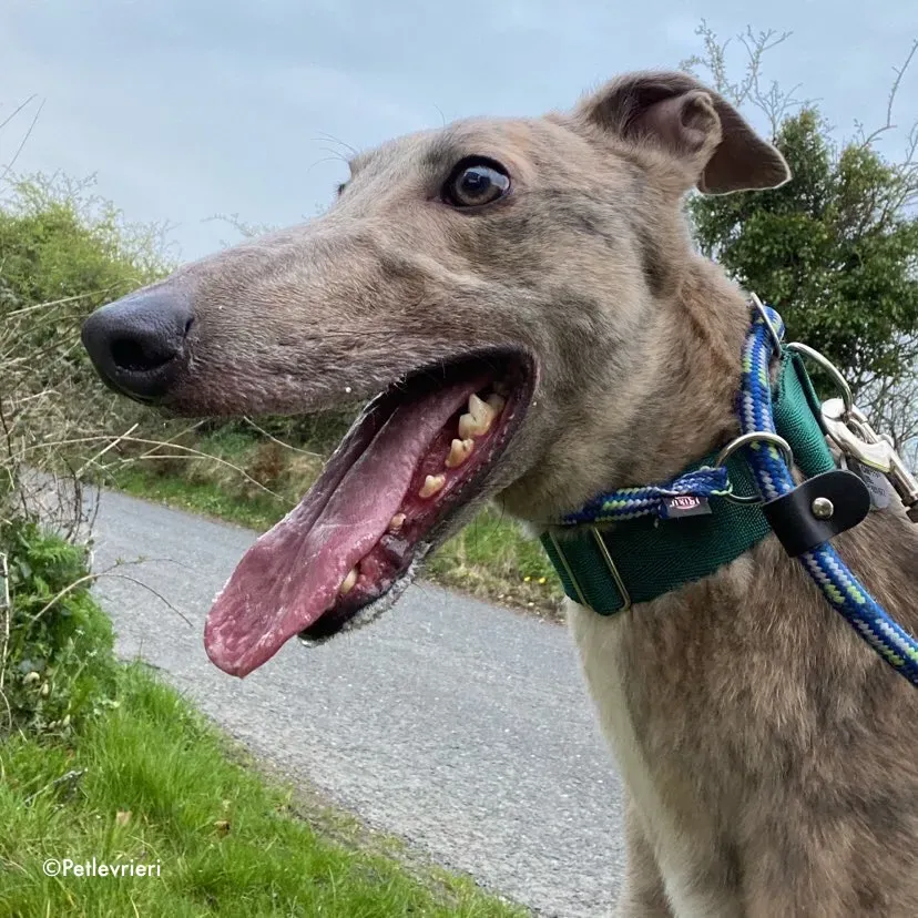 junomarley adozione levrieri greyhound 4