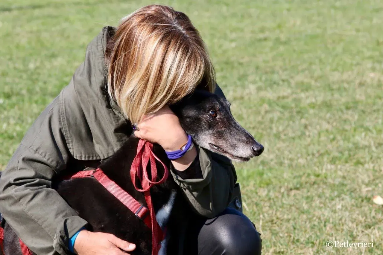 kamikaze king adozione greyhound macao 1 1