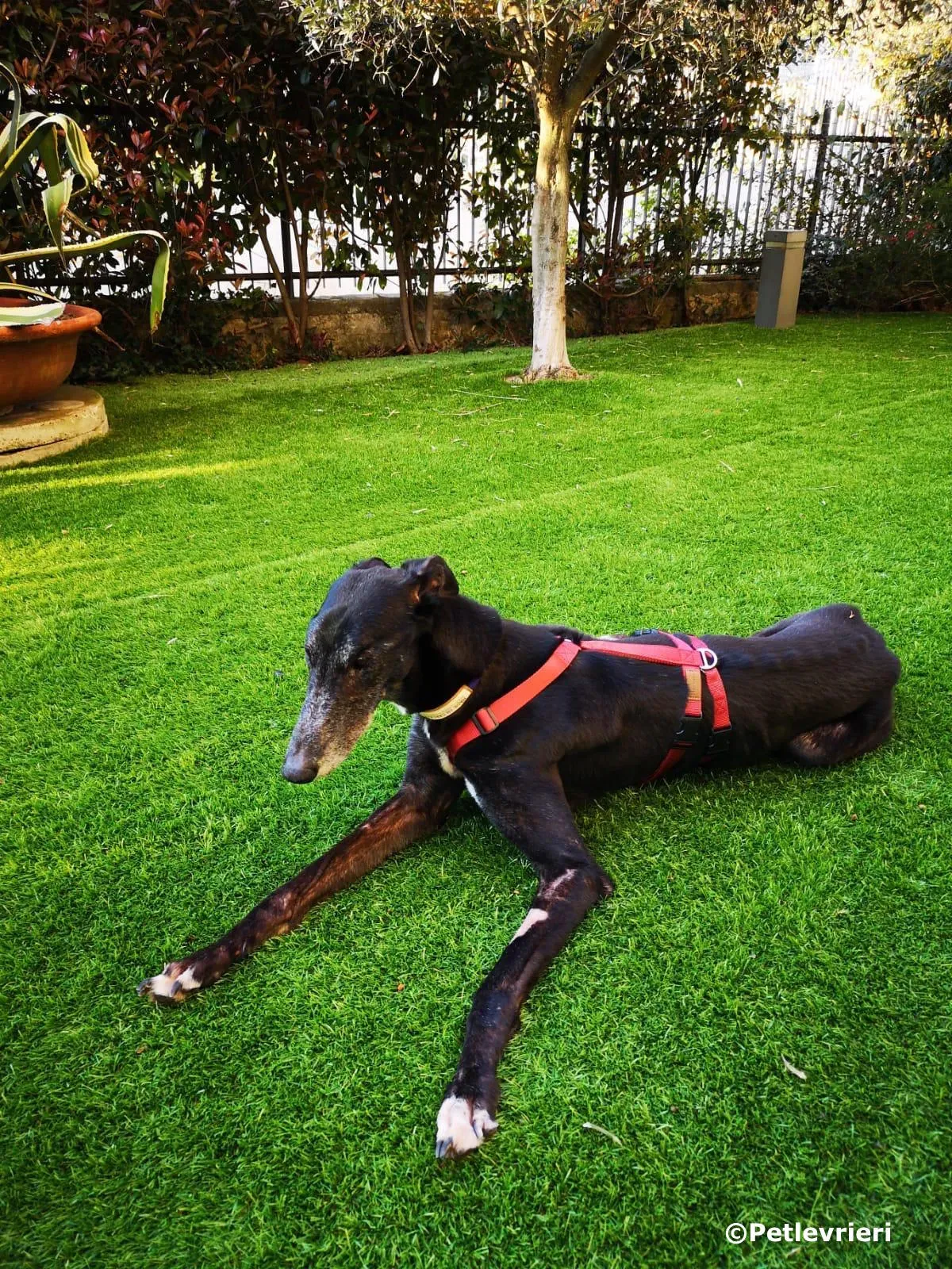 kamikaze king adozione greyhound macao 1 2