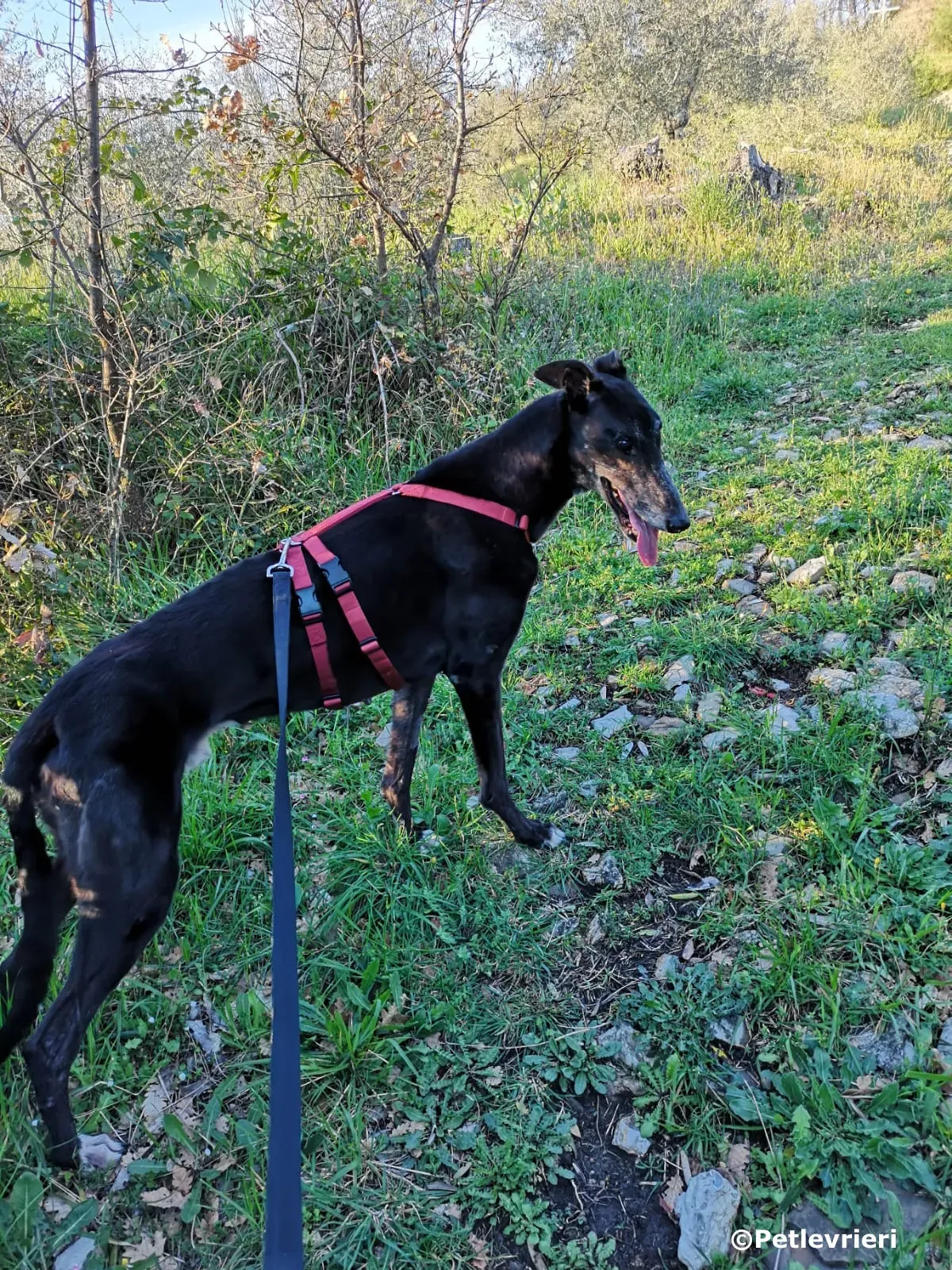 kamikaze king adozione greyhound macao 1 3