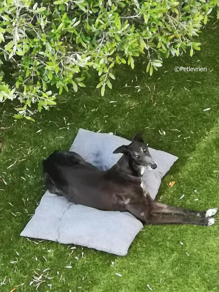 kamikaze king adozione greyhound macao 1 4