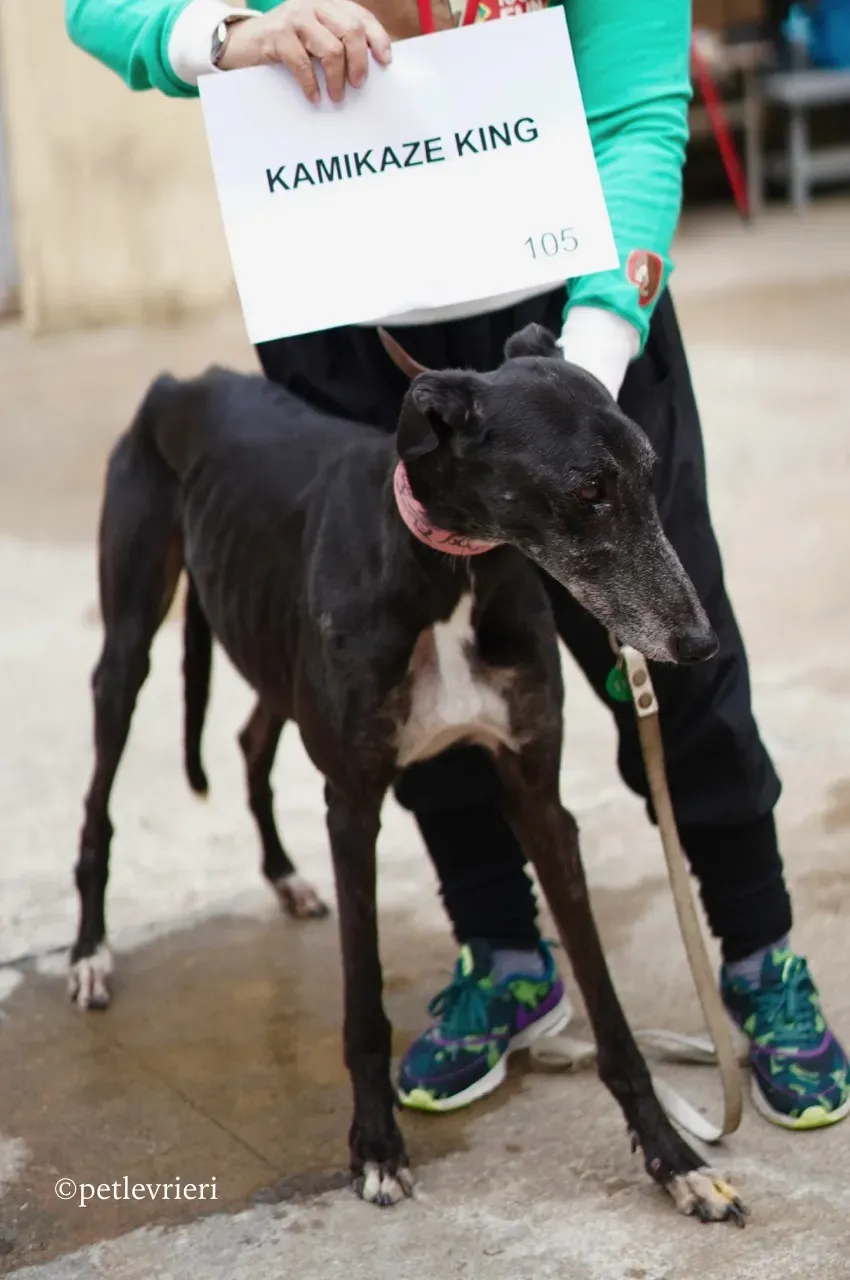 kamikaze king adozione greyhound macao 1