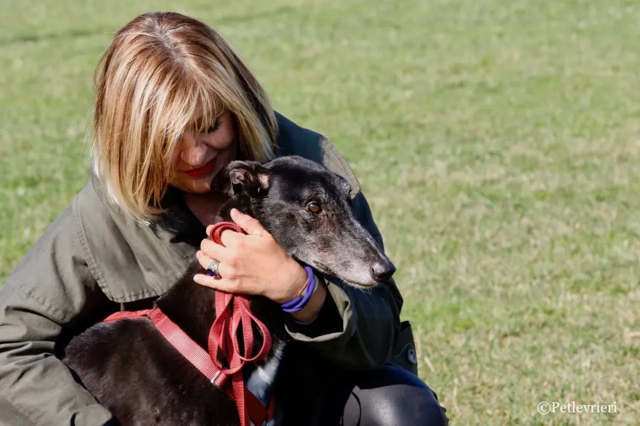 kamikaze king adozione greyhound macao 10