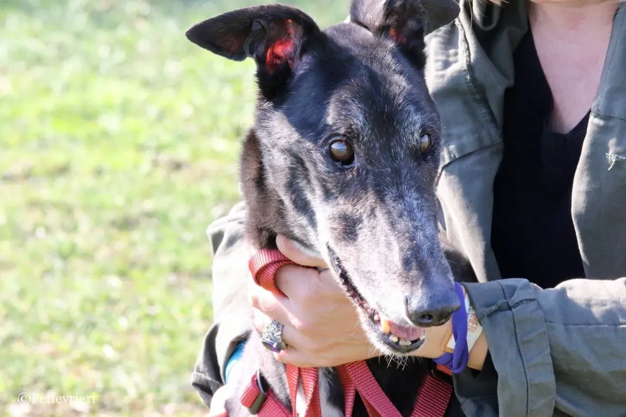 kamikaze king adozione greyhound macao 12