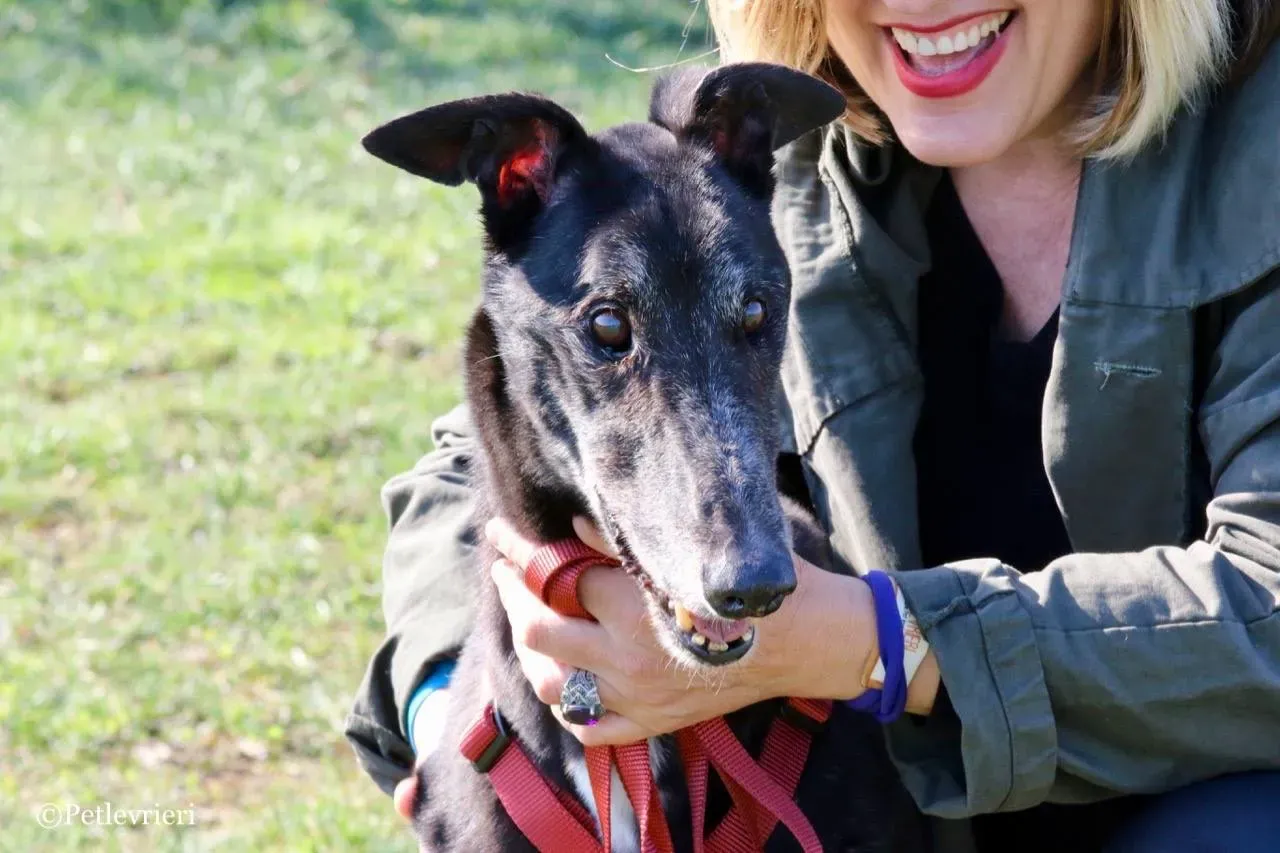 kamikaze king adozione greyhound macao 13