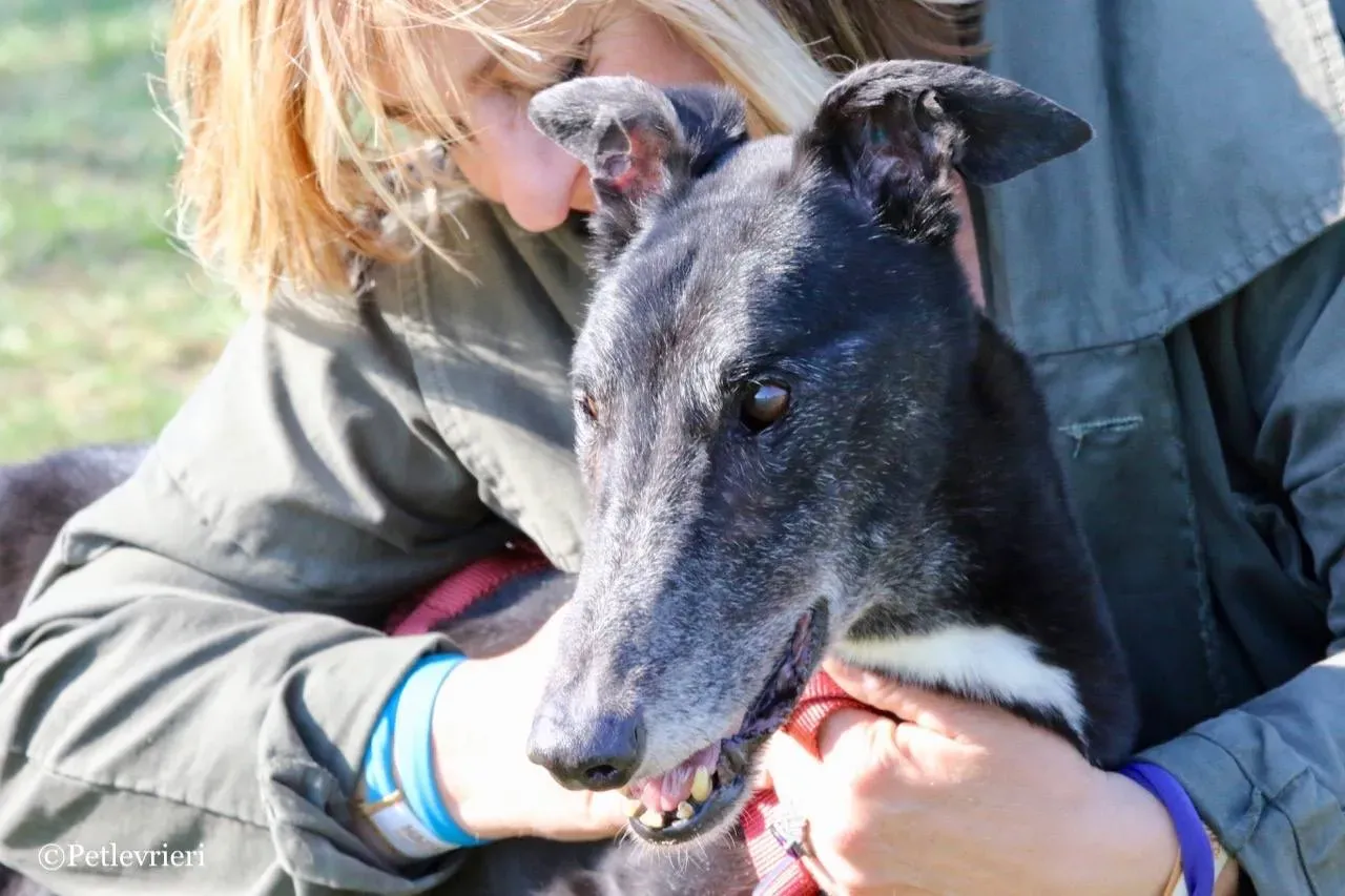 kamikaze king adozione greyhound macao 14