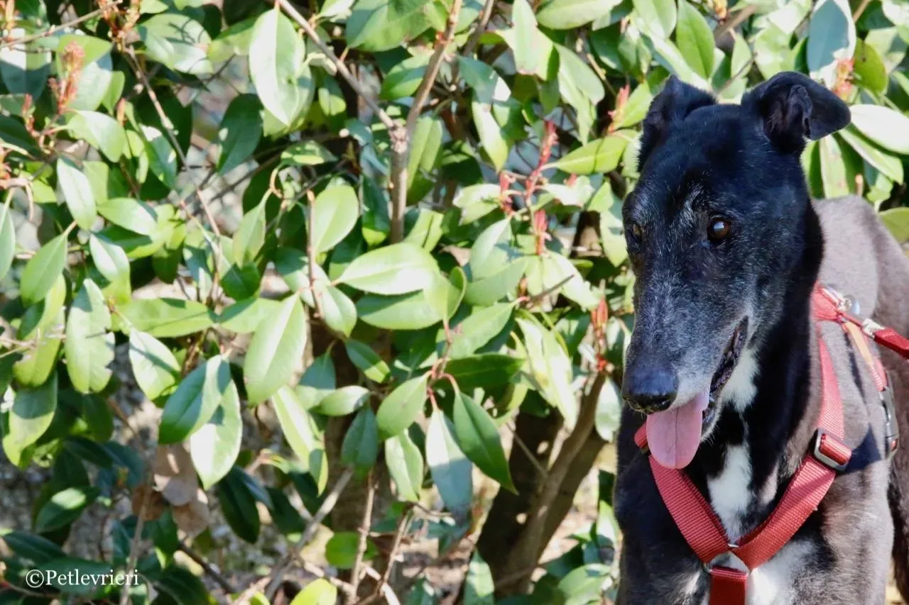 kamikaze king adozione greyhound macao 15