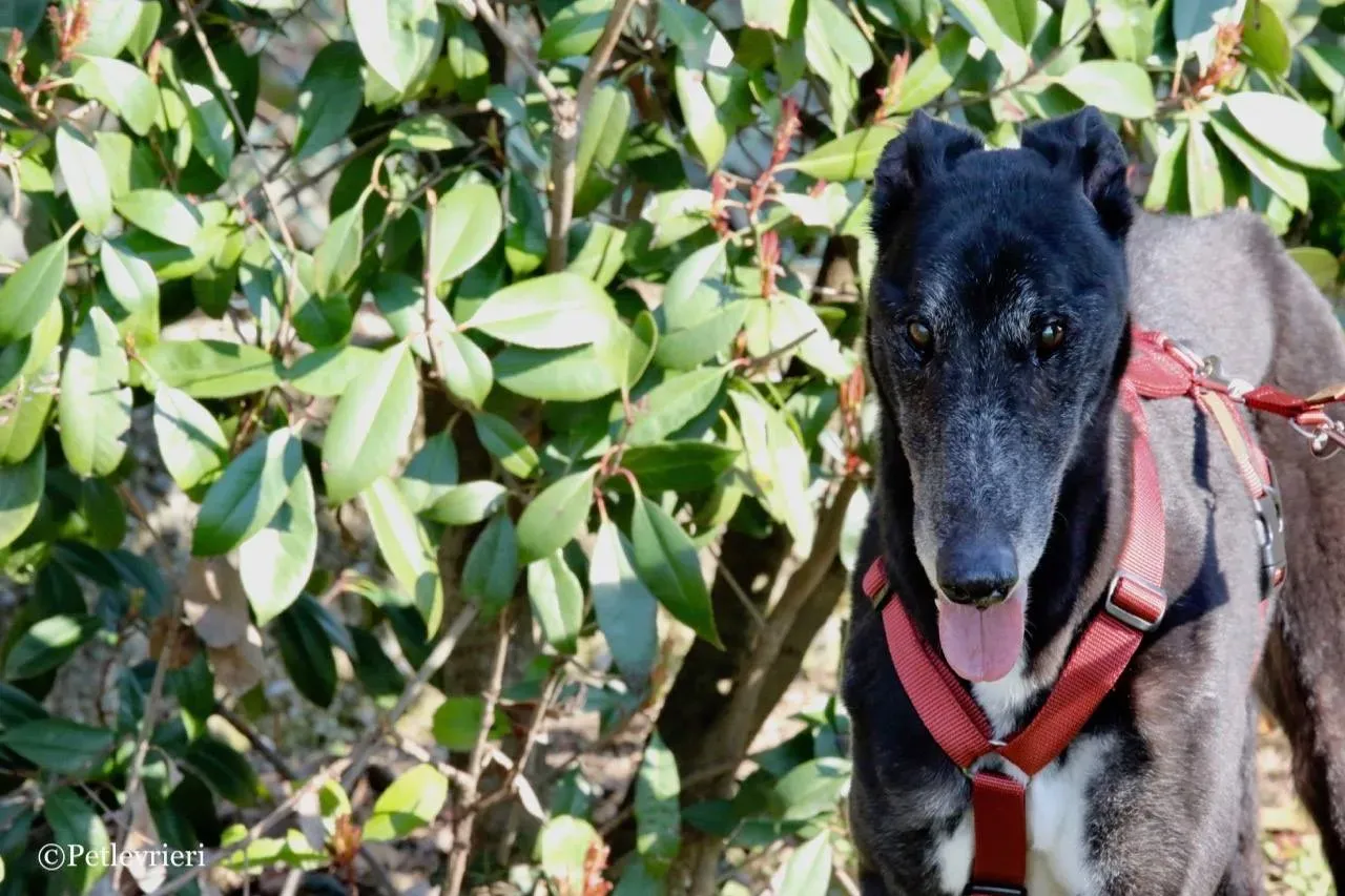 kamikaze king adozione greyhound macao 16