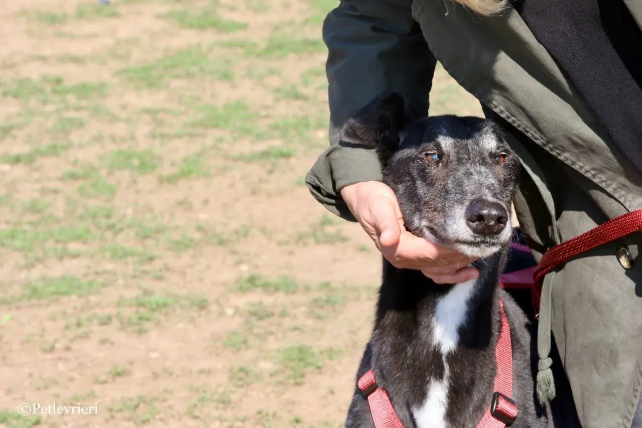 kamikaze king adozione greyhound macao 17