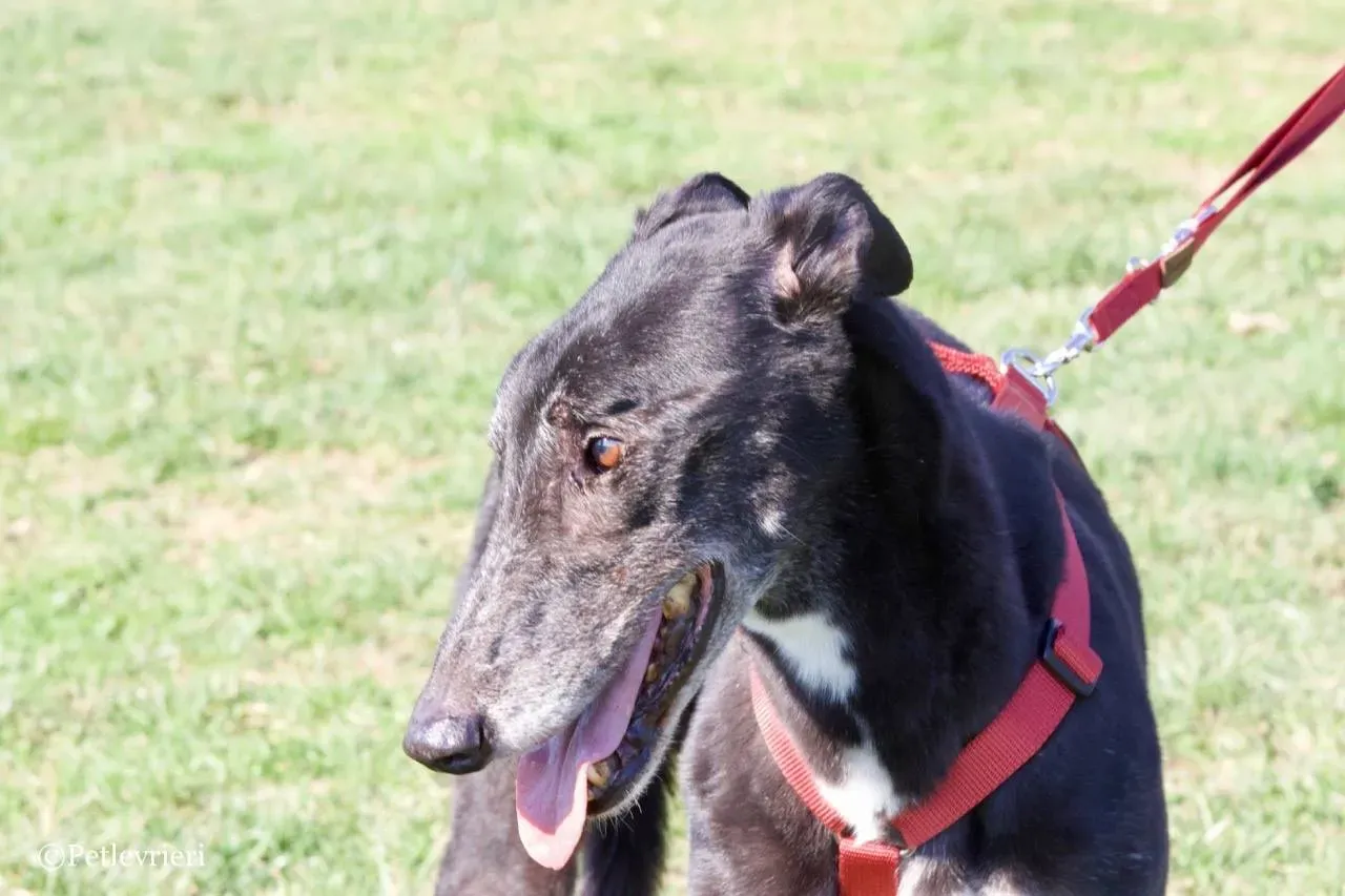 kamikaze king adozione greyhound macao 18