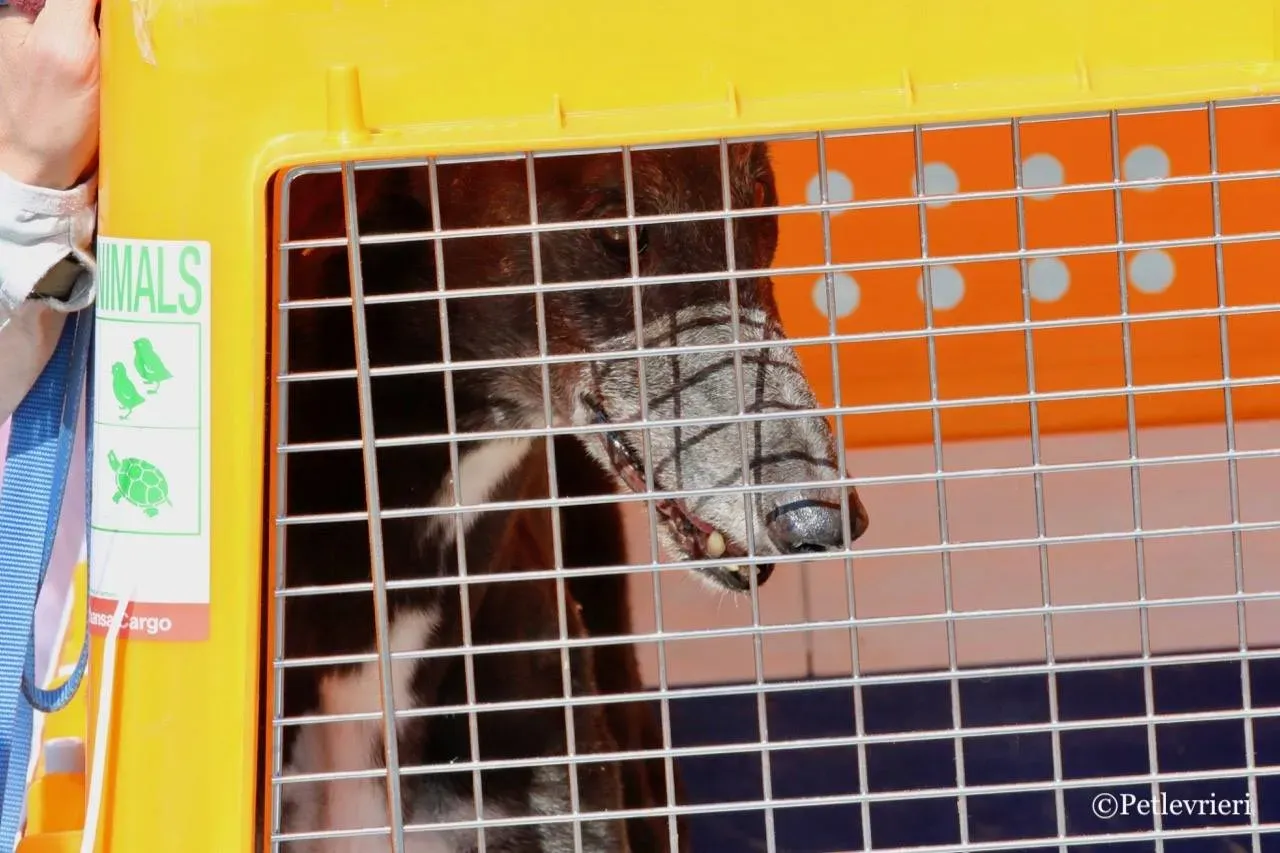 kamikaze king adozione greyhound macao 19