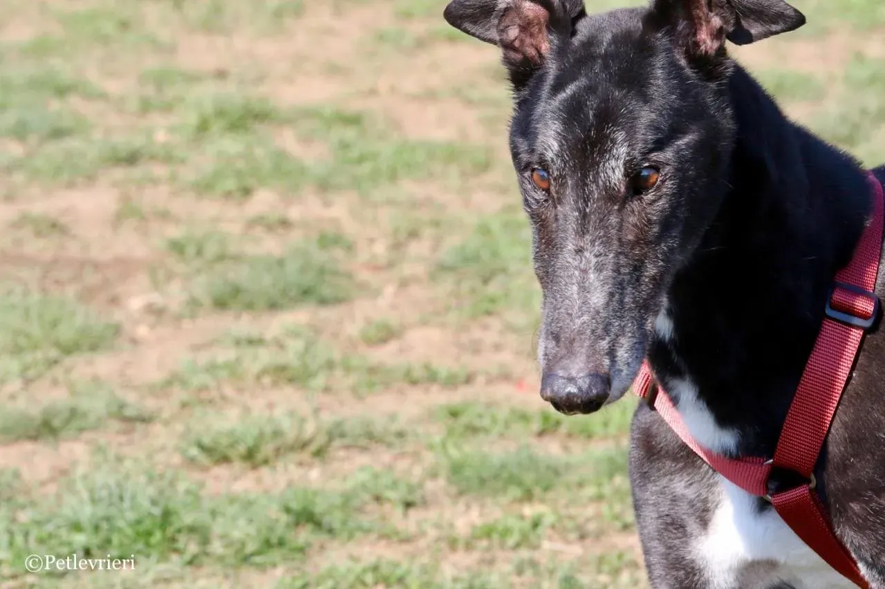 kamikaze king adozione greyhound macao 2 1