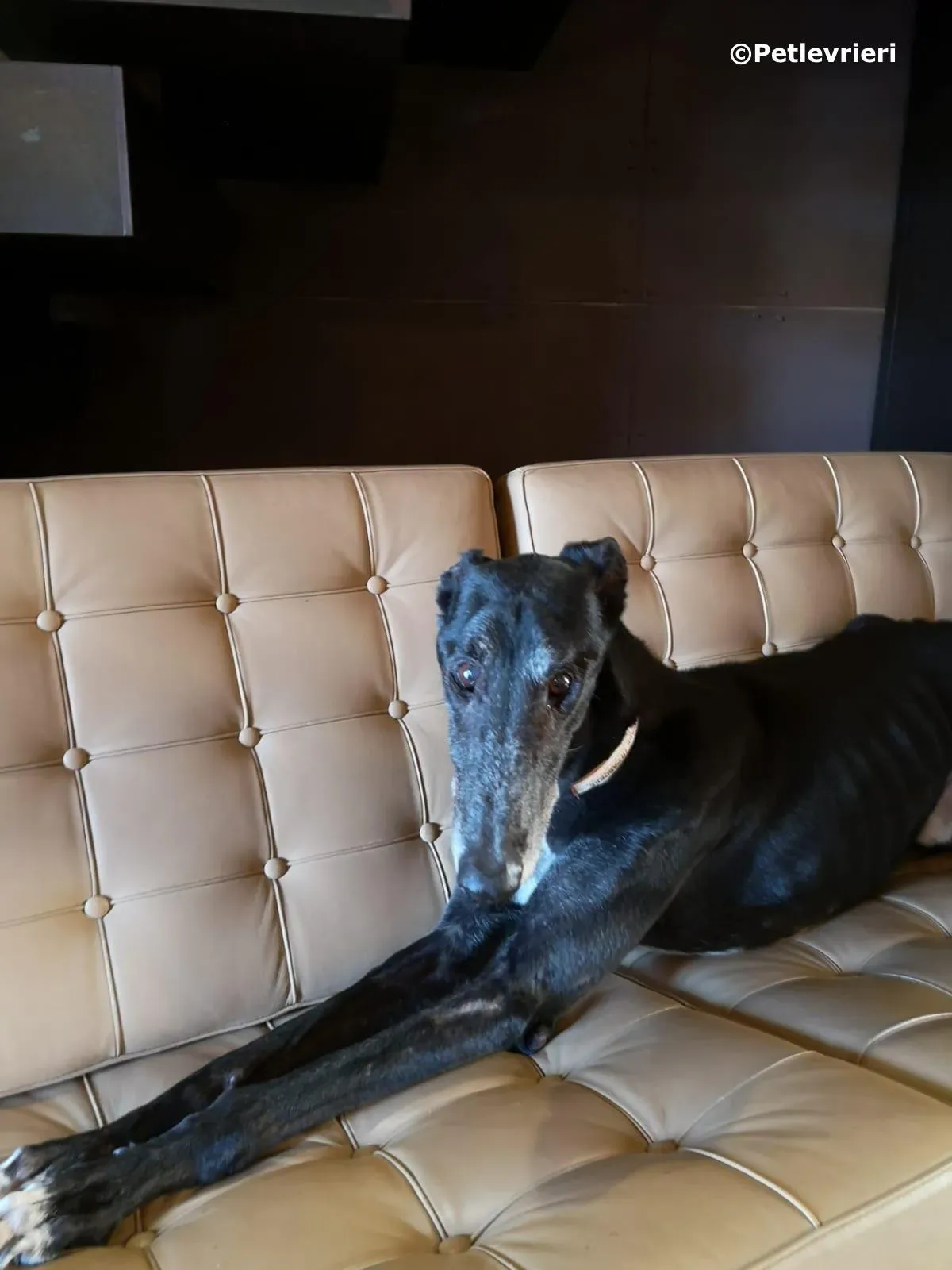kamikaze king adozione greyhound macao 2 2