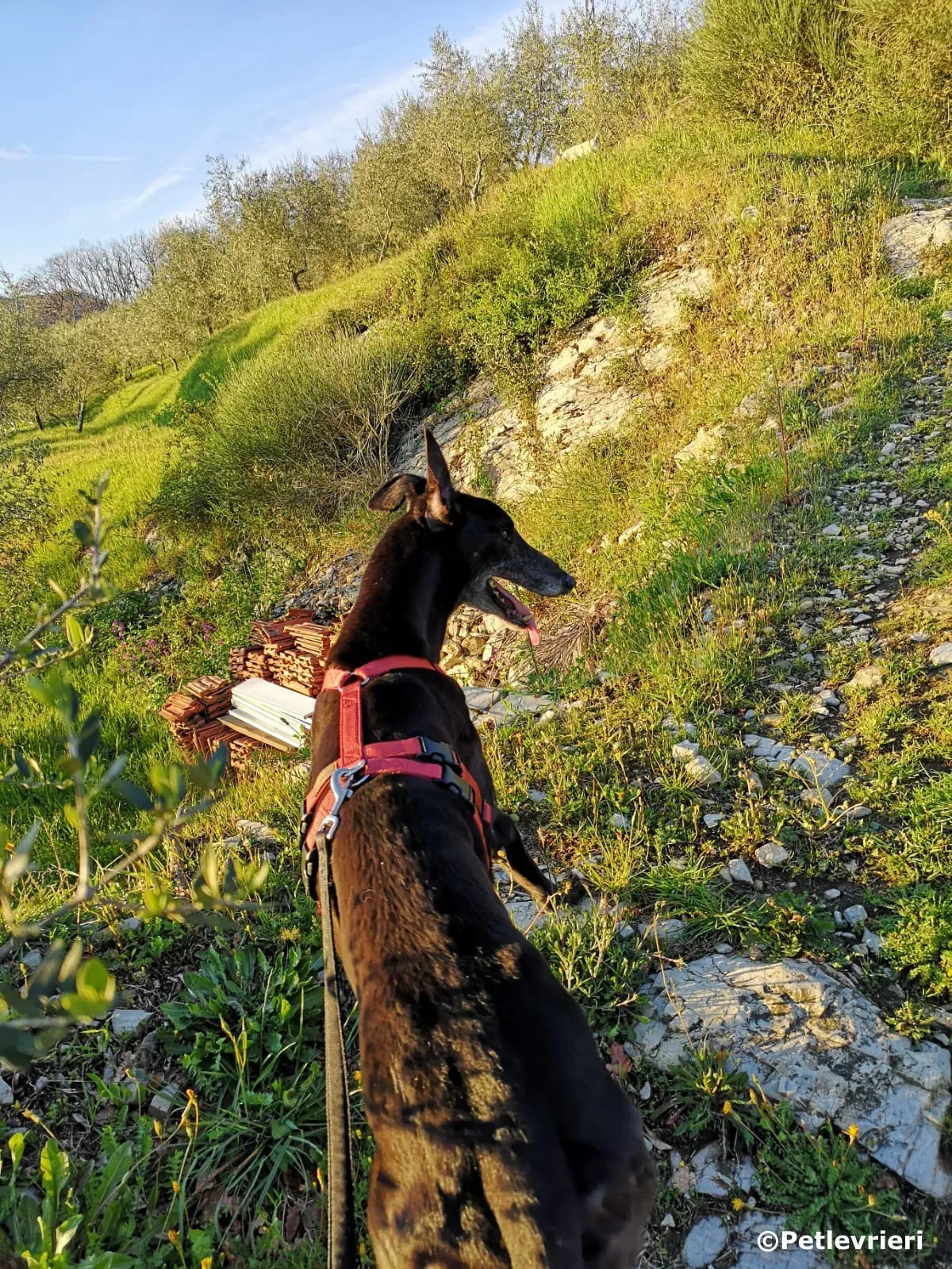 kamikaze king adozione greyhound macao 2 3